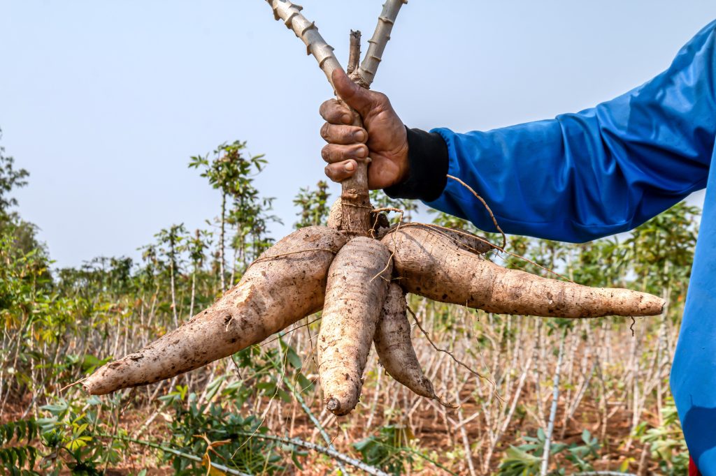 N1 Trillion Naira from Cassava